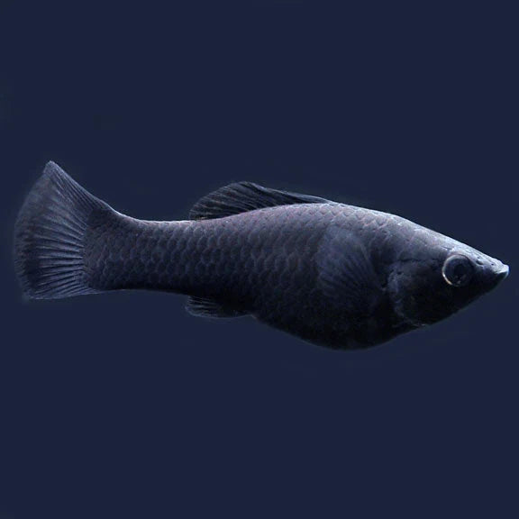 Mixed Mollies – 3 Pack