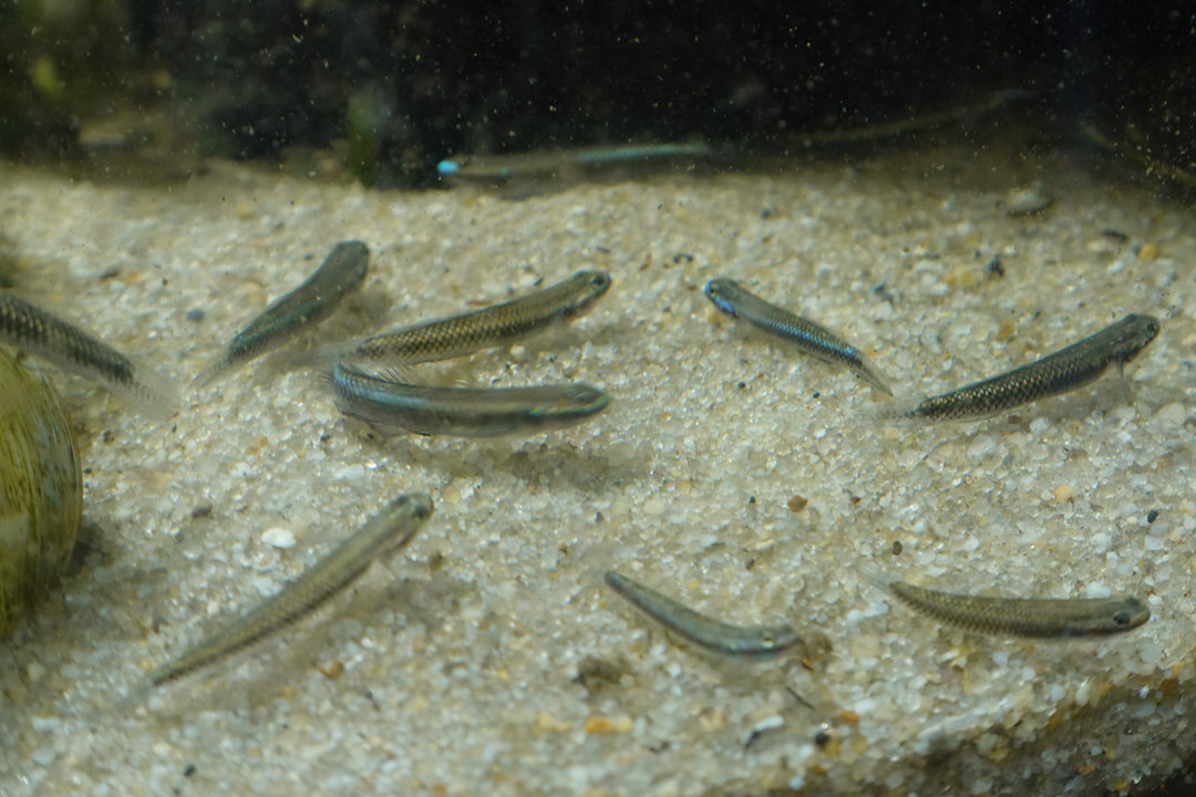 🐟💙 Blue Goby (Stiphodon atropurpureus) – Group of 3