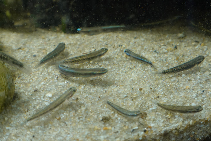 🐟💙 Blue Goby (Stiphodon atropurpureus) – Group of 3