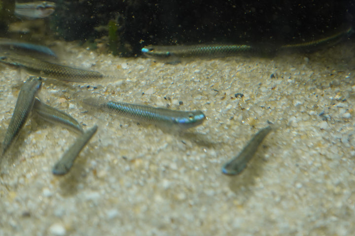 🐟💙 Blue Goby (Stiphodon atropurpureus) – Group of 3