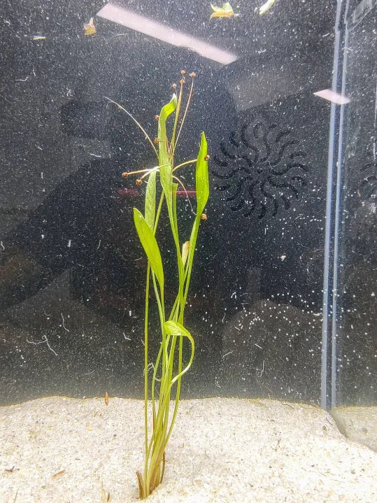 Broad Leaf Chain Sword Echinodorus quadricostatus foreground carpet in a natural aquarium