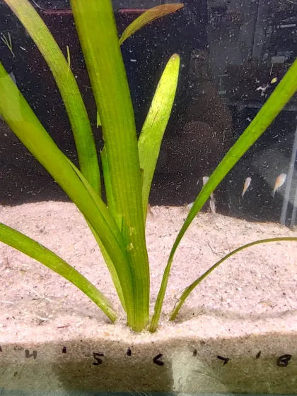 Broadleaf Sagittaria forming runner colonies in a natural aquarium