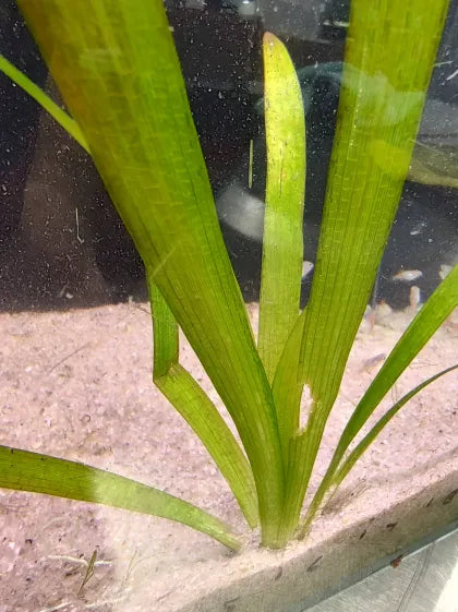 Close up of Broadleaf Sagittaria runners spreading through substrate