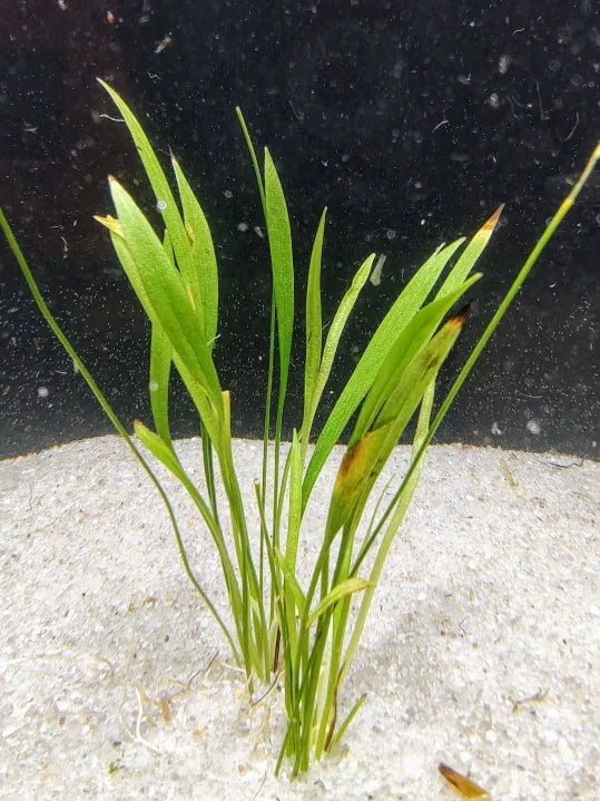 Chain Sword Narrowleaf Echinodorus tenellus foreground carpet in a natural aquarium