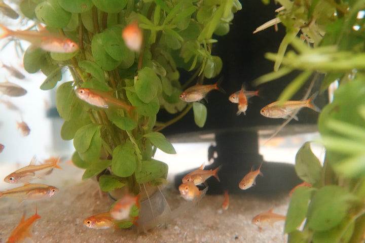 🐟🧡 Ember Tetra (Hyphessobrycon amandae) – Pack of 5
