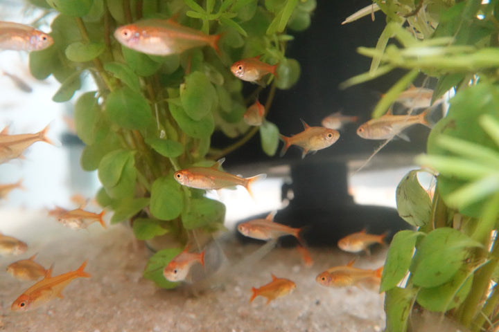 🐟🧡 Ember Tetra (Hyphessobrycon amandae) – Pack of 5