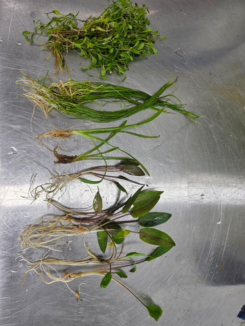 🌿 Foreground Plant Pack – Dense Carpet Starter Bundle (14 Plants) 🌿 Crypts • Dwarf Sag • Micro Sword – Perfect Low-Growing Coverage