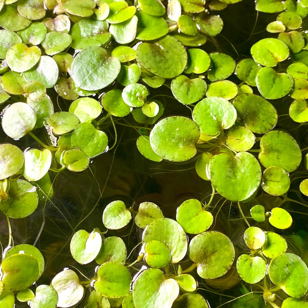 FROGBIT floating plant