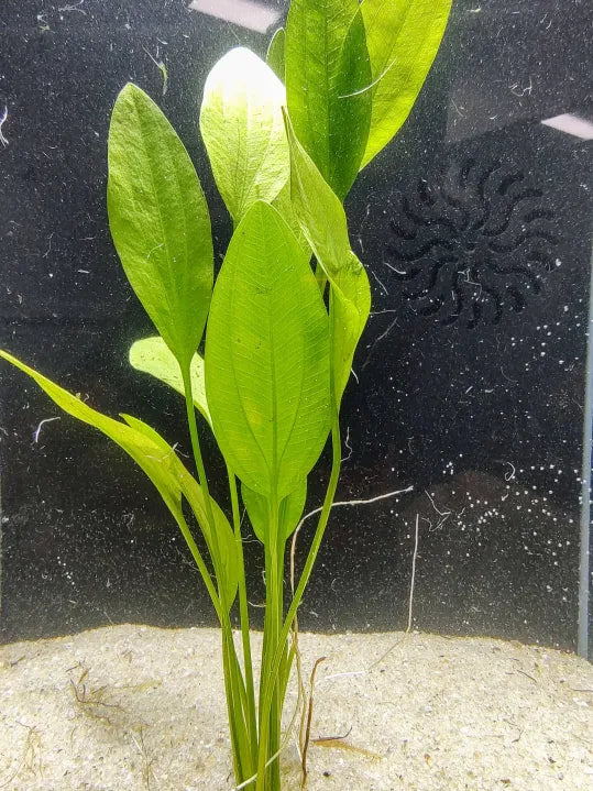 Grandifolius Rangeri Sword broad-leaf Echinodorus background plant in a natural aquarium