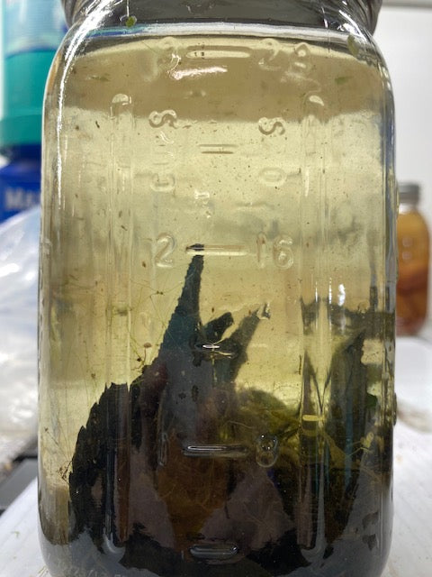 🧫 LIVE MICROFAUNA CULTURE – Dozens of Species – $20 (Glass jar not included)