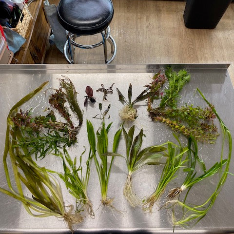 Assorted live aquarium plants included in the Large Father Fish aquarium starter kit for 30–75 gallon tanks.