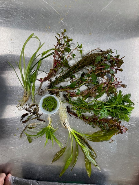 Assorted live aquarium plants included in the Medium Father Fish aquarium starter kit for 10–30 gallon tanks.