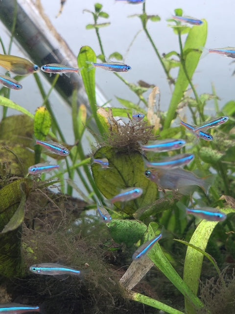 🐟 Green Neon Tetras (5 Pack) – Live Aquarium Fish | Vibrant Nano Schooling Fish