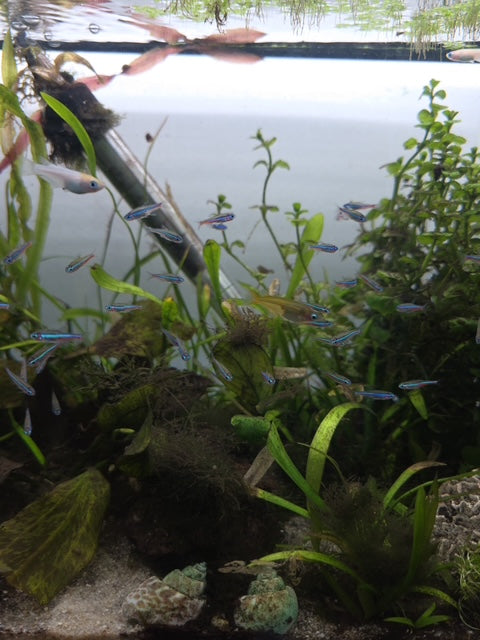 🐟 Green Neon Tetras (5 Pack) – Live Aquarium Fish | Vibrant Nano Schooling Fish