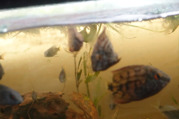 Uaru Cichlids (Uaru amphiacanthoides) raised by Father Fish – small
