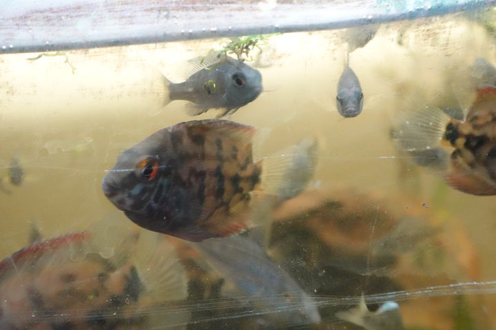 Uaru Cichlids (Uaru amphiacanthoides) raised by Father Fish – small
