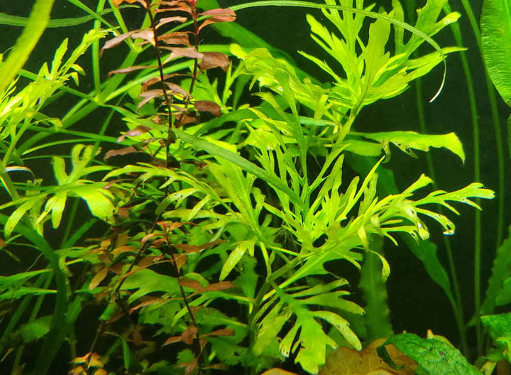Water Wisteria (Hygrophila difformis) – Fast-Growing Lacy Stem Plant for Natural Aquariums