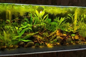 An aquarium full of plants and fish