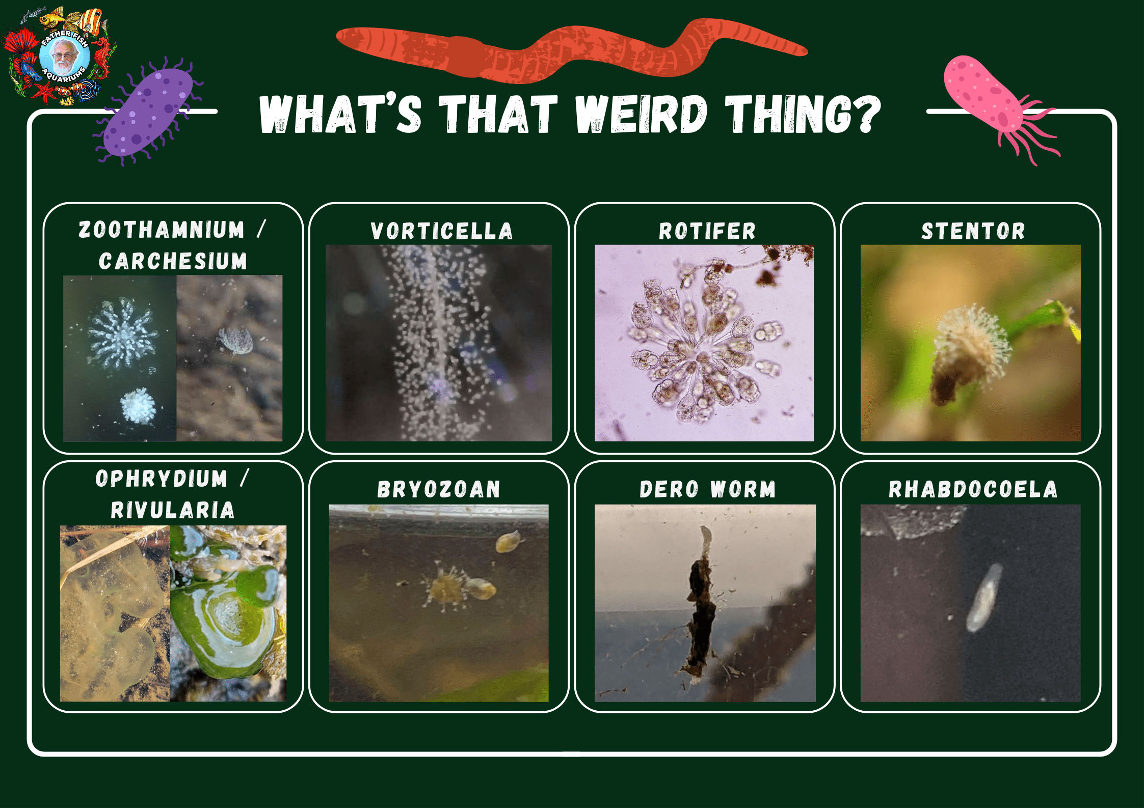 A chart of odd things